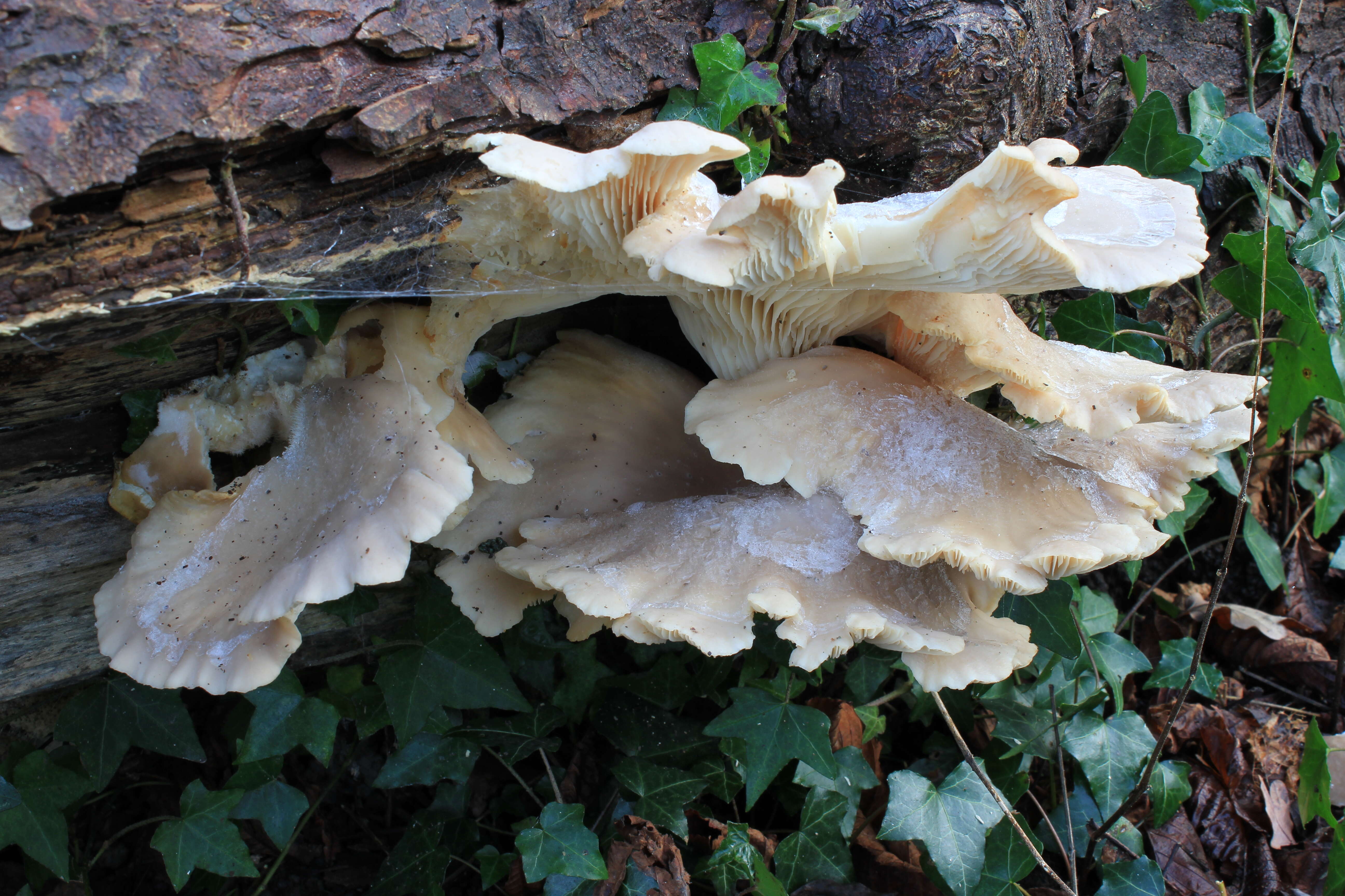 Image of Branched Oyster Mushroom