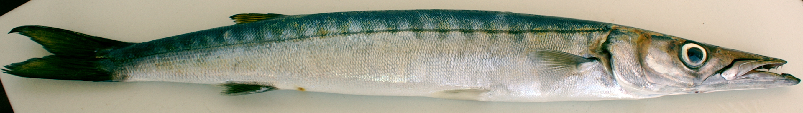 Image of Barracuda