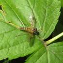 Image of Small Fleck-winged Snipe Fly