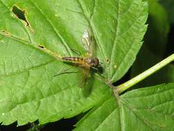 Image of Small Fleck-winged Snipe Fly