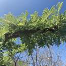 Image of Vachellia gerrardii (Benth.) P. J. H. Hurter