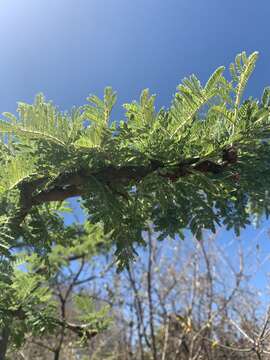 Image of Vachellia gerrardii (Benth.) P. J. H. Hurter