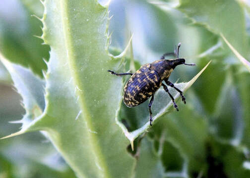 Image of Weevil