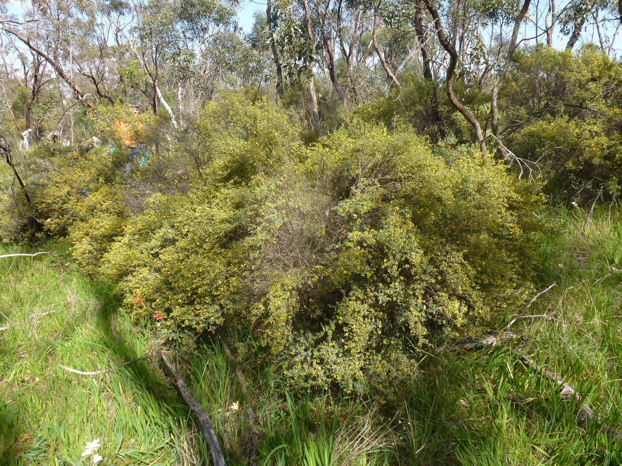 Image of Eutaxia microphylla (R. Br.) J. M. Black