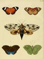 Imagem de Xyleutes strix Linnaeus 1758