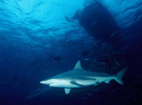 Image of Blacktip Shark