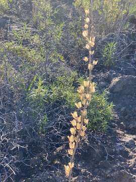 Image of Drimia hesperia (Webb & Berthel.) J. C. Manning & Goldblatt