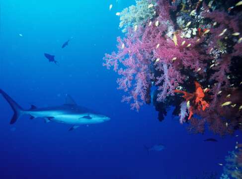 Image of Gray Reef Shark