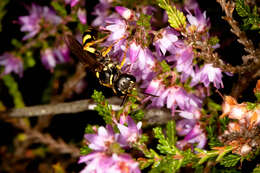 Image of Mellinus arvensis (Linnaeus 1758)