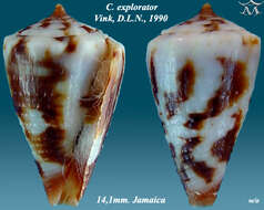 Image of Conus explorator Vink 1990