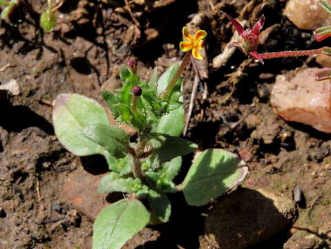 Image of Zaluzianskya divaricata (Thunb.) Walp.