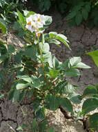 Plancia ëd Solanum tuberosum L.