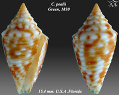 Image of Conasprella pealii (Green 1830)