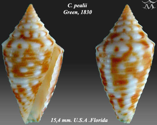 Image of Conasprella pealii (Green 1830)