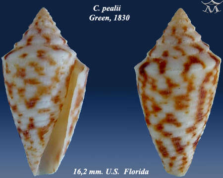 Image of Conasprella pealii (Green 1830)