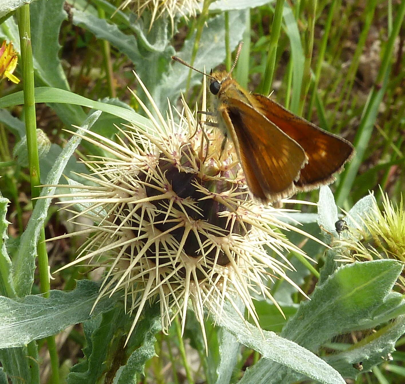 Image of lulworth skipper