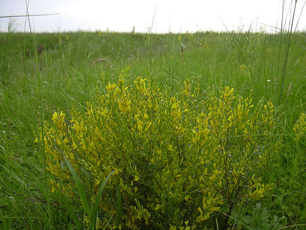 Image of Dyer's Greenweed