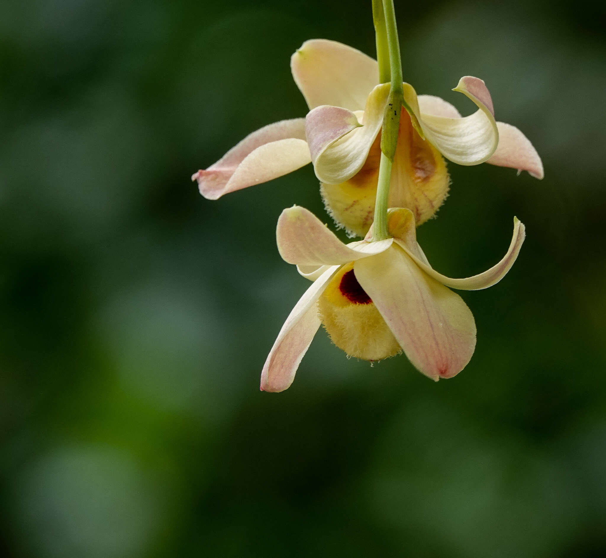 Слика од Dendrobium moschatum (Banks) Sw.