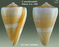 Image de Conus penchaszadehi Petuch 1986