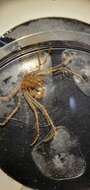 Image of long legged spider crab