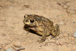 Image of Asian black-spined toad