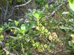 Image of Coprosma conferta A. Cunn.