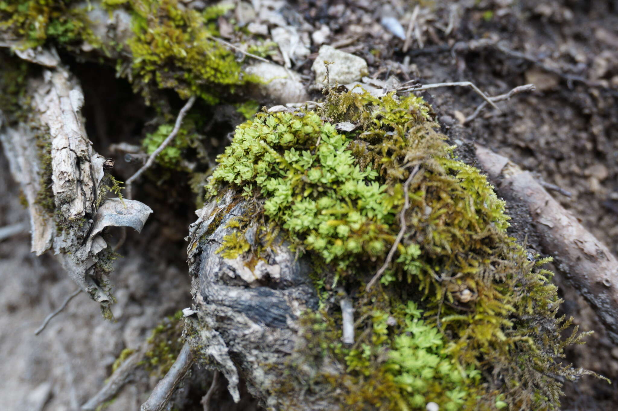 Image of spiral extinguisher-moss