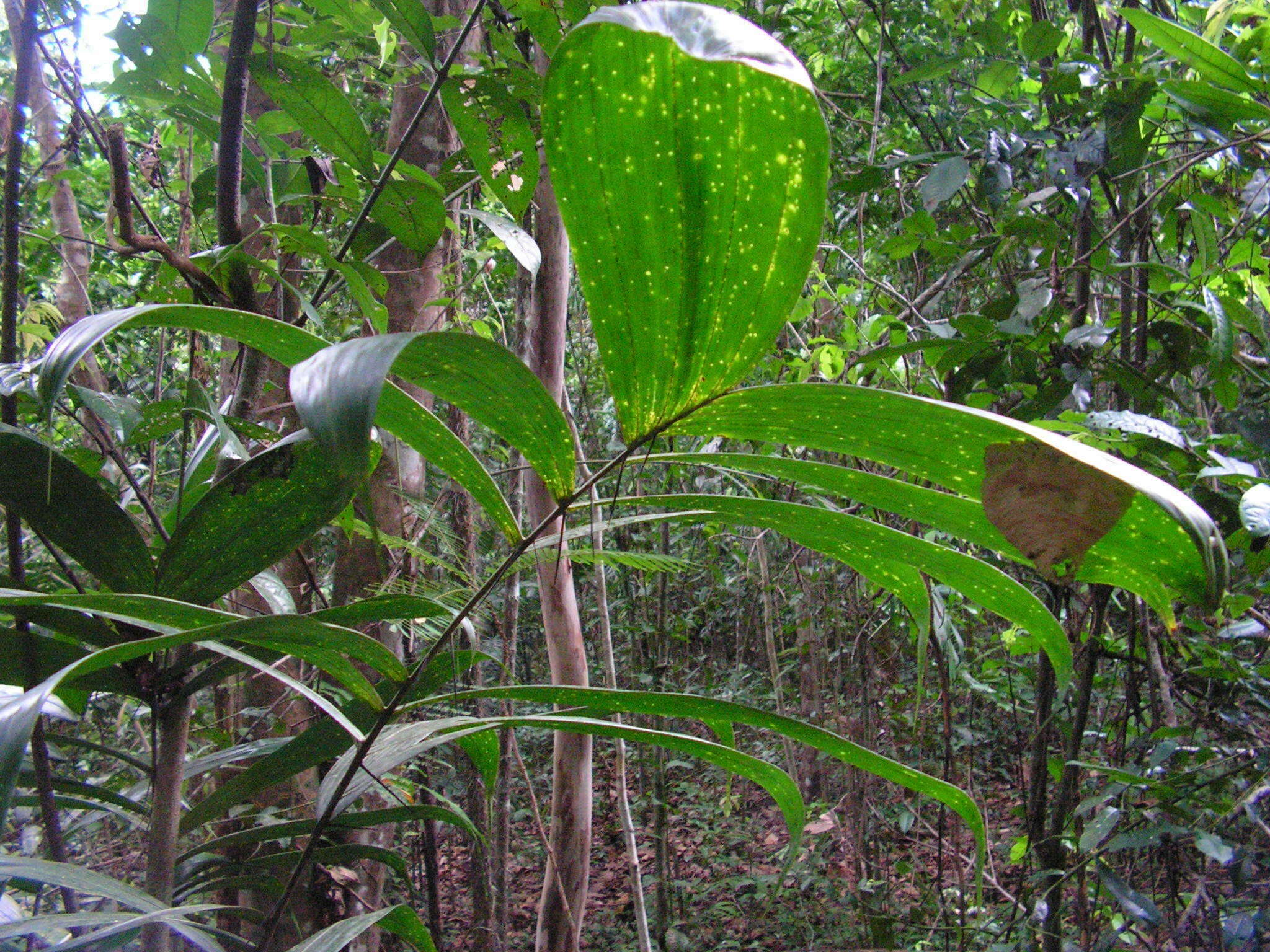 Image of Bactris acanthocarpa Mart.