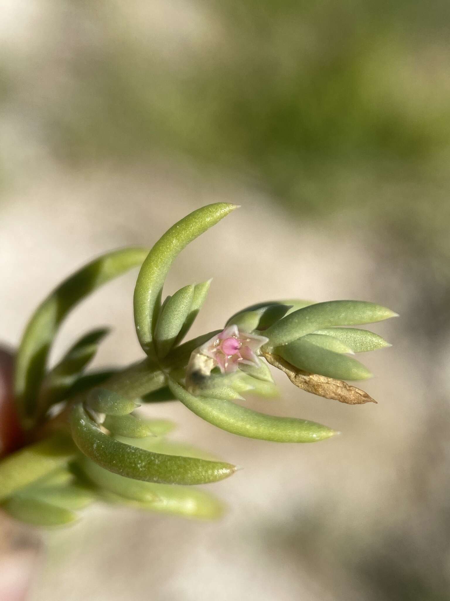 Imagem de Nitrophila occidentalis (Moq.) S. Wats.