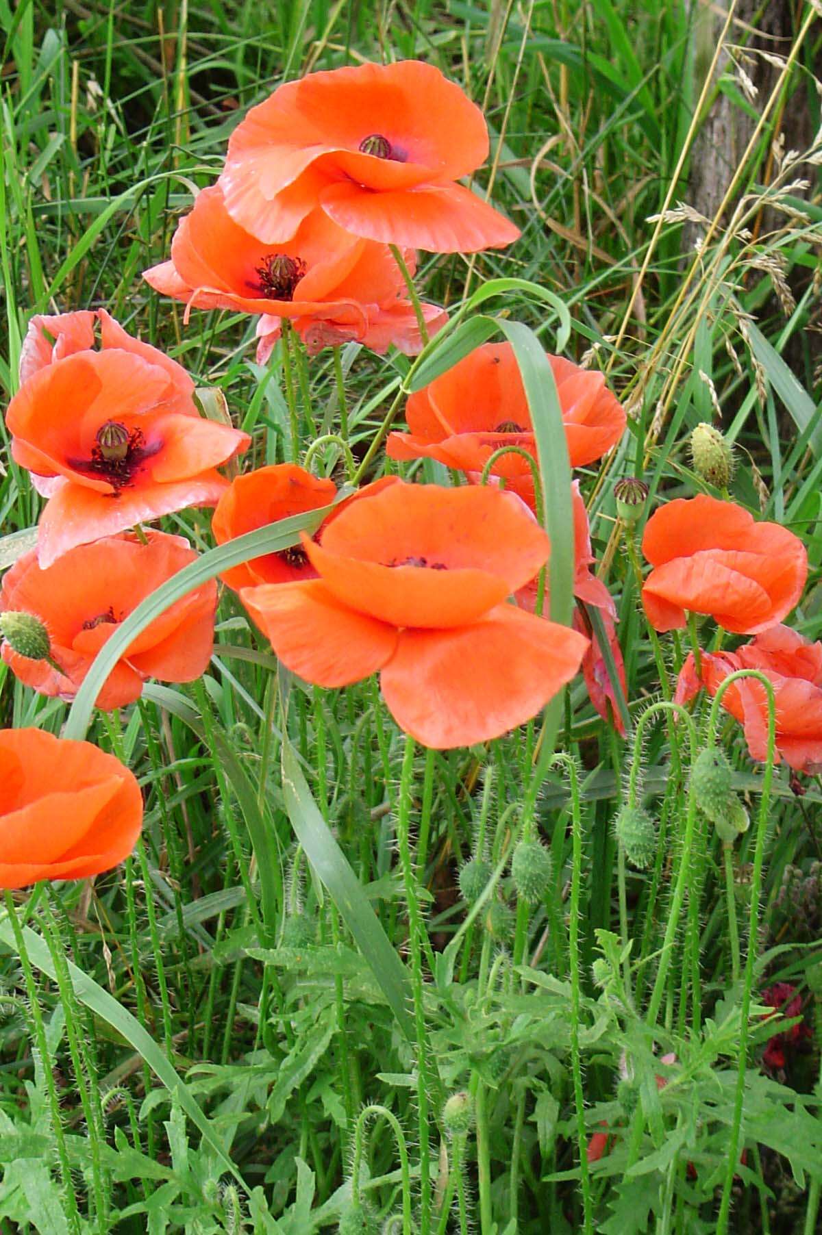 Image of corn poppy