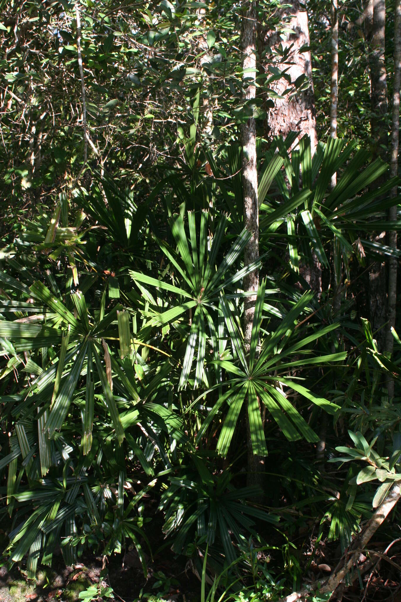 Image of Mangrove fan palm