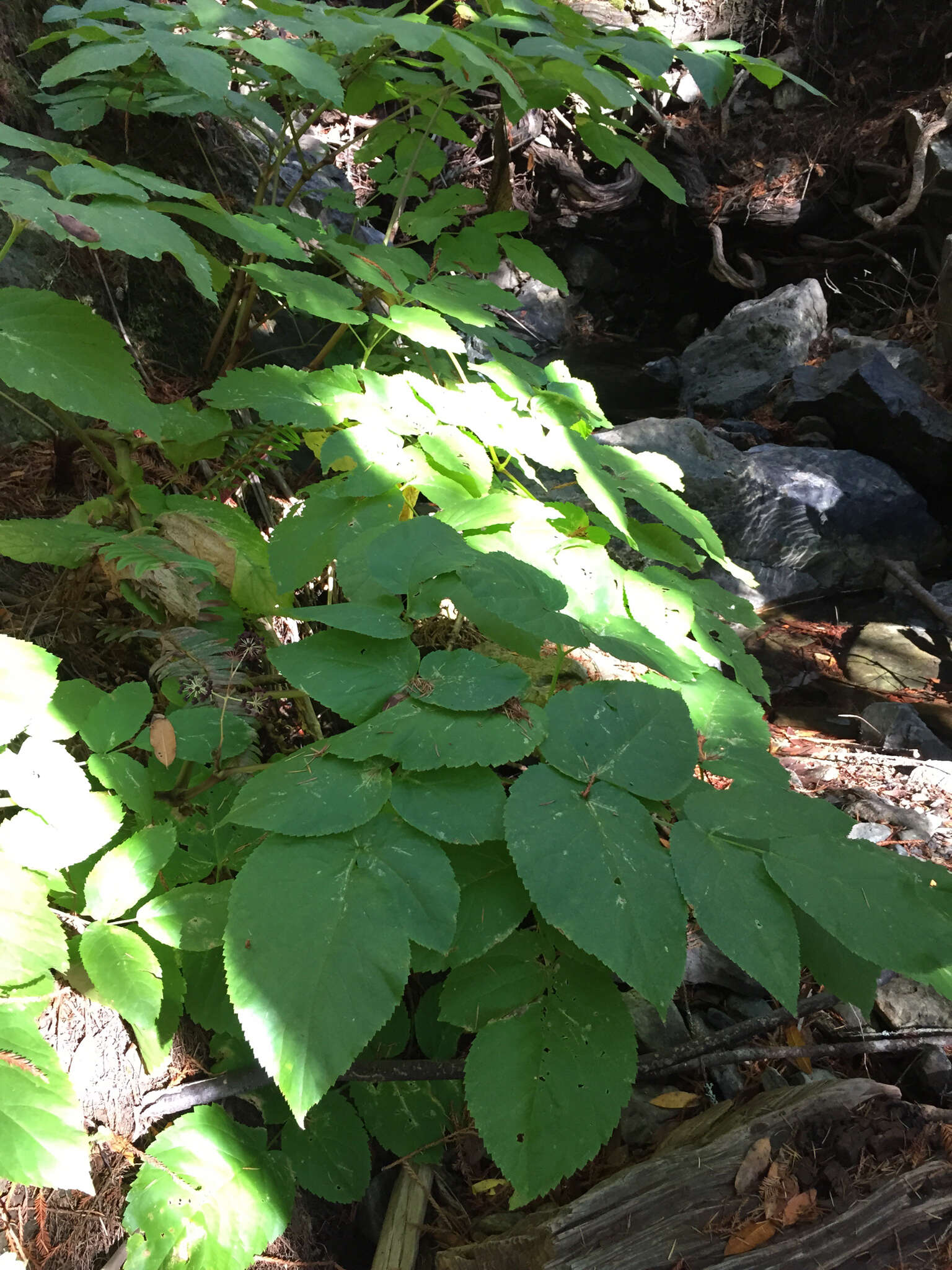 Image of California spikenard