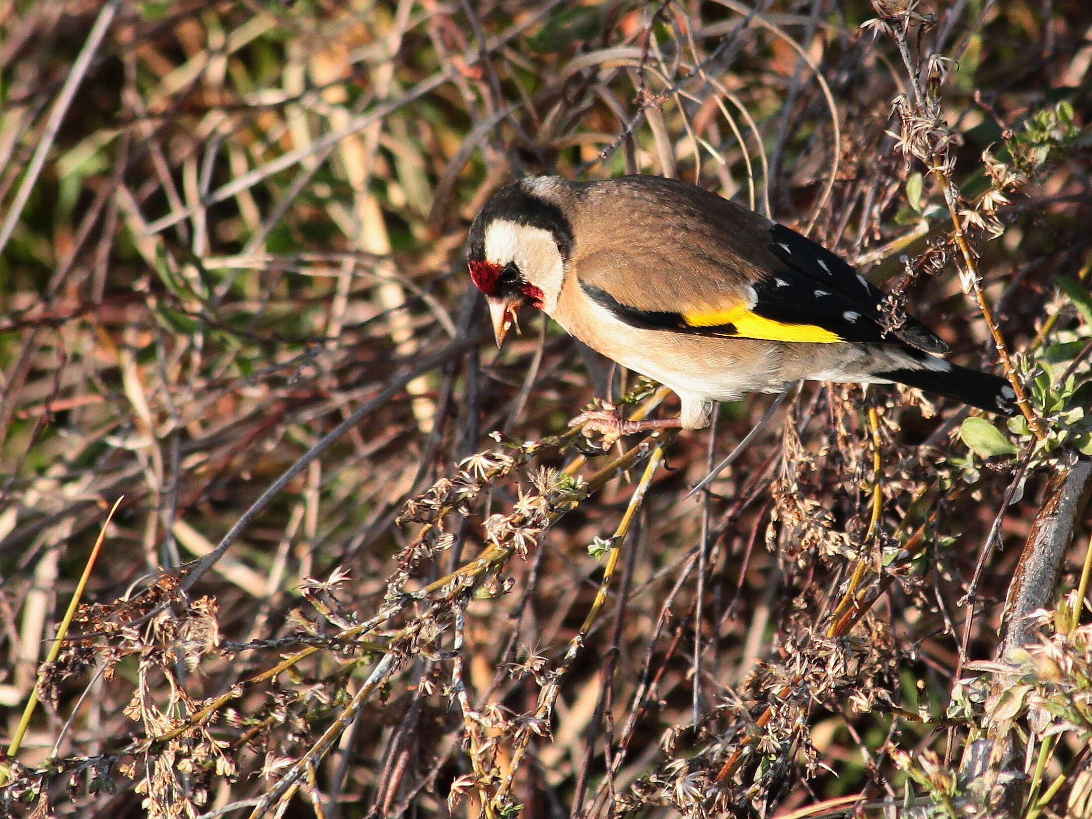 Image of European Goldfinch