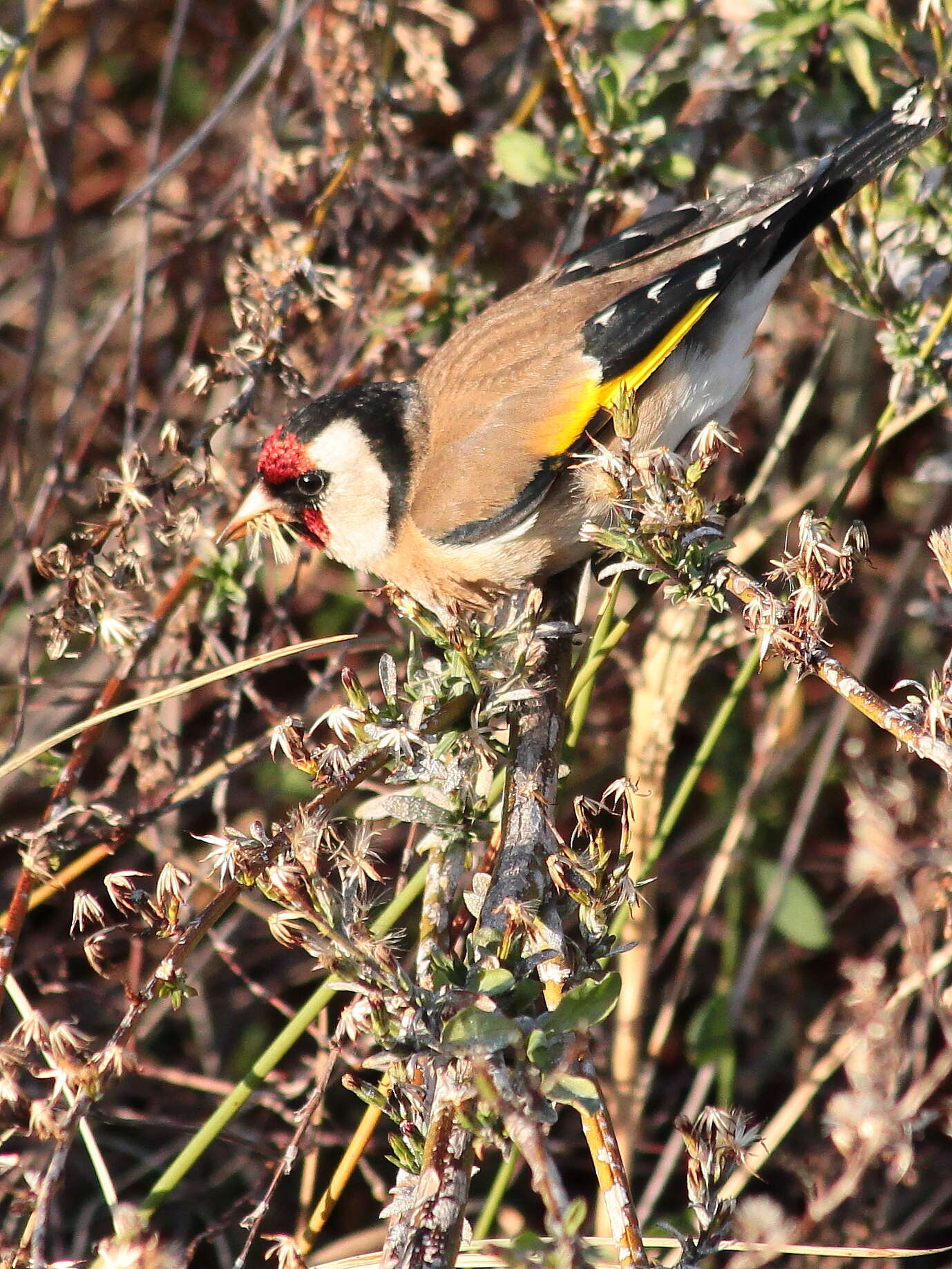 Image of European Goldfinch