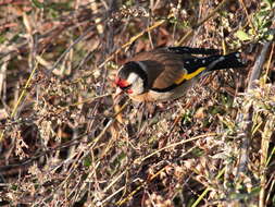 Image of European Goldfinch