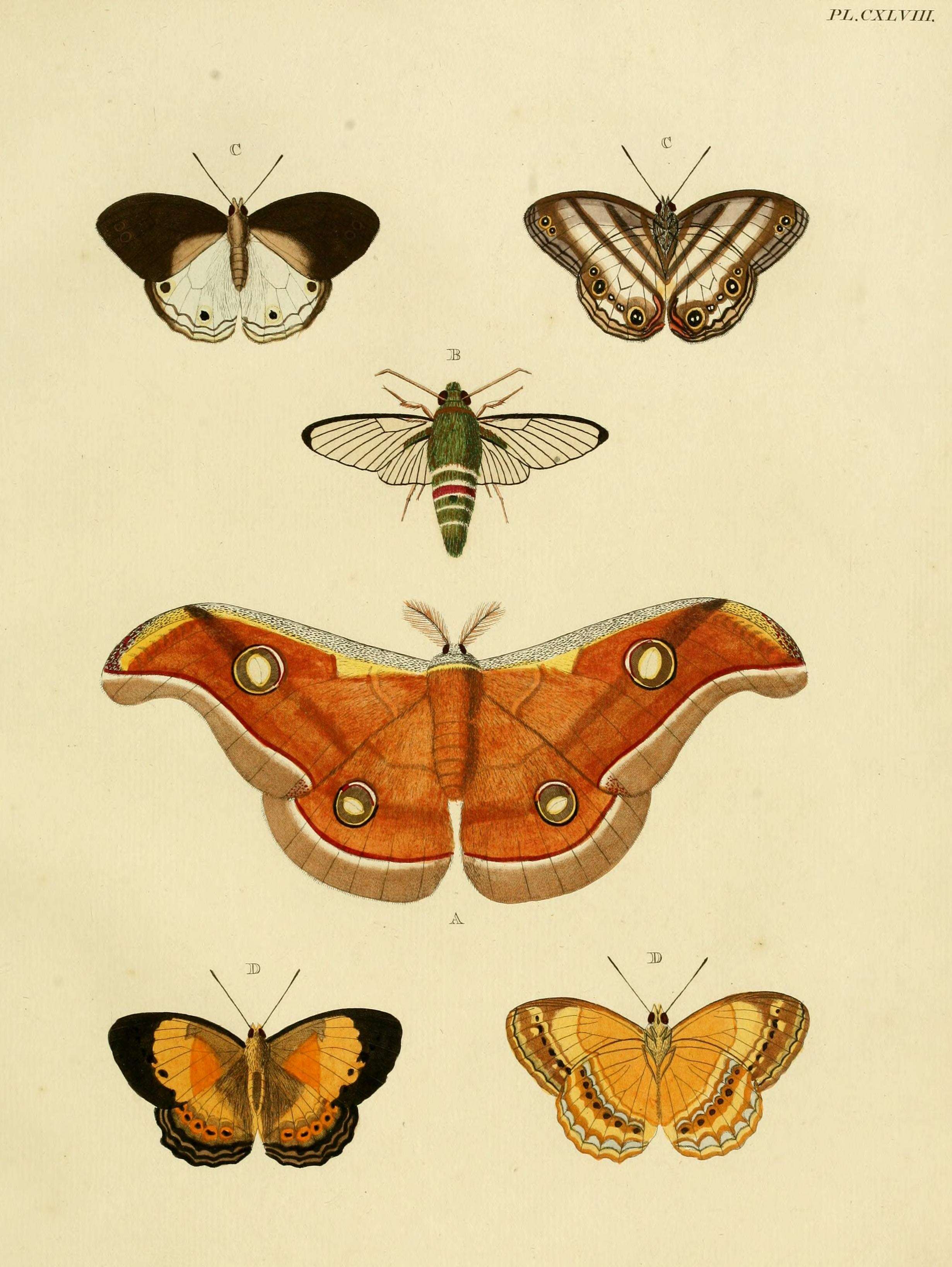 Image of Tasar Silkmoth