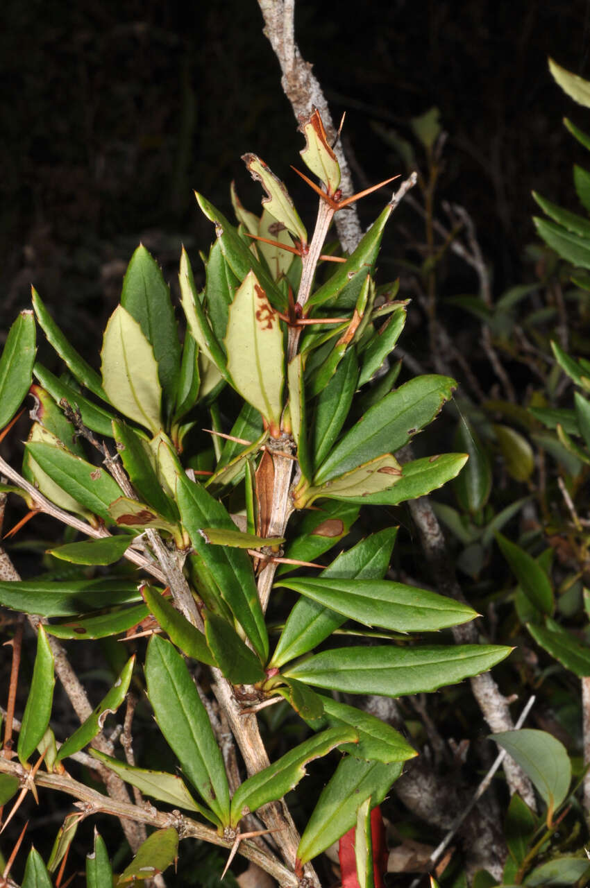 Image of Berberis alpicola C. K. Schneid.