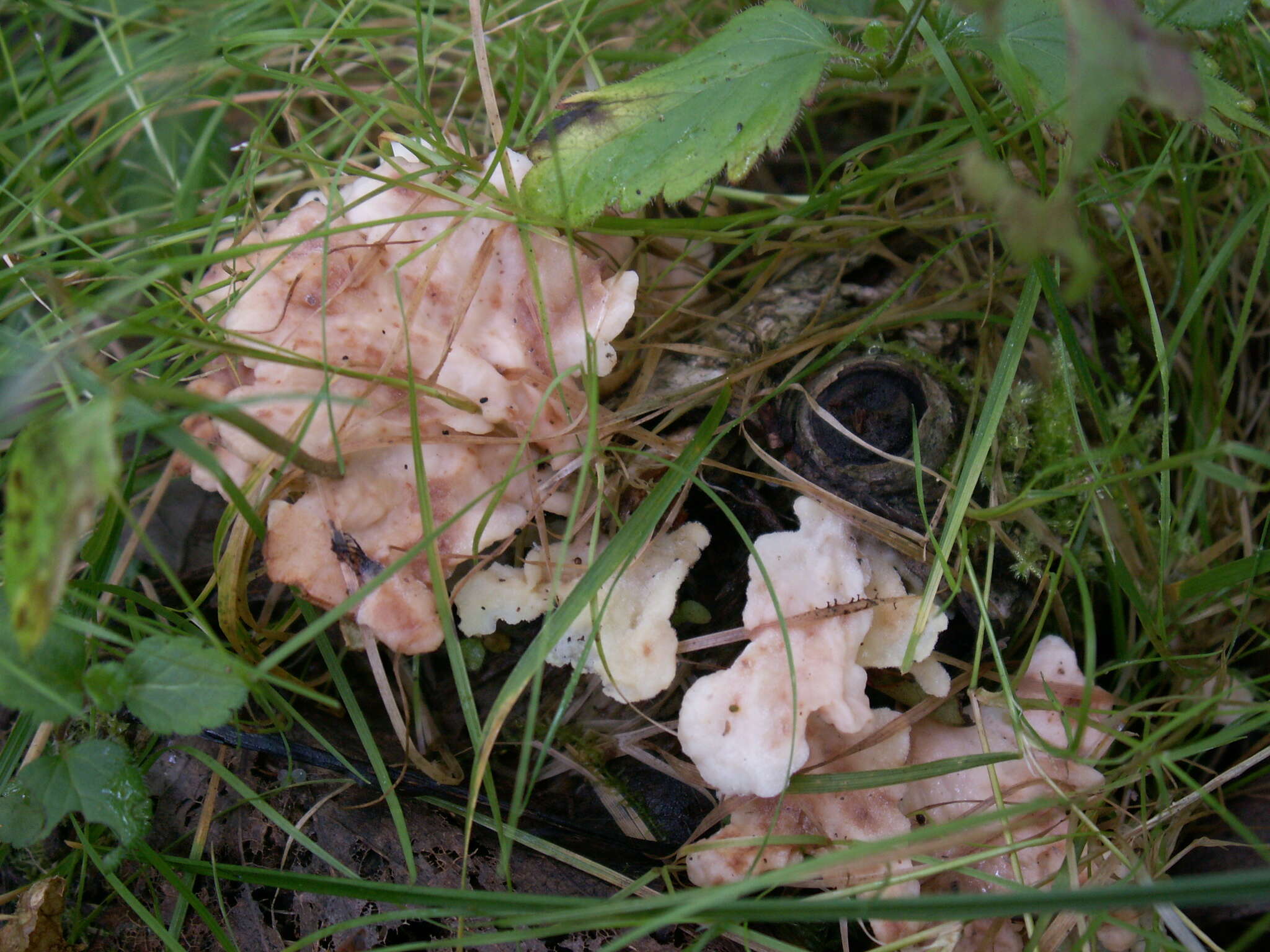 Image of Spongiporus floriformis (Quél.) Zmitr.