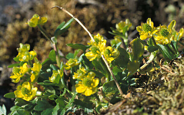 Image of pygmy buttercup