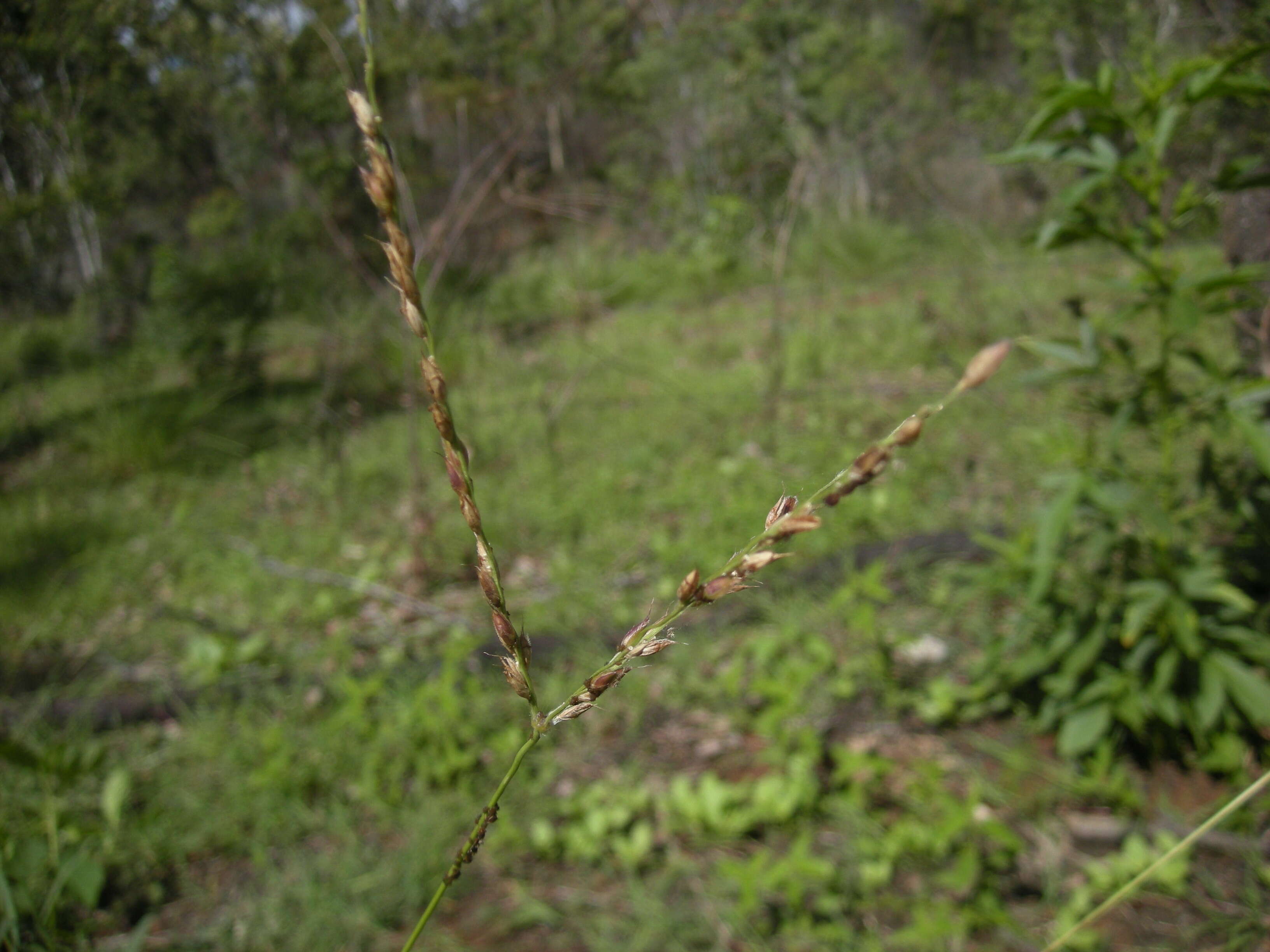 Image of Alloteropsis semialata (R. Br.) Hitchc.