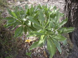 Image of Heliotropium arboreum