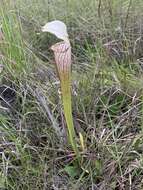 Image of pitcherplant