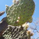 Sivun Opuntia pilifera F. A. C. Weber kuva