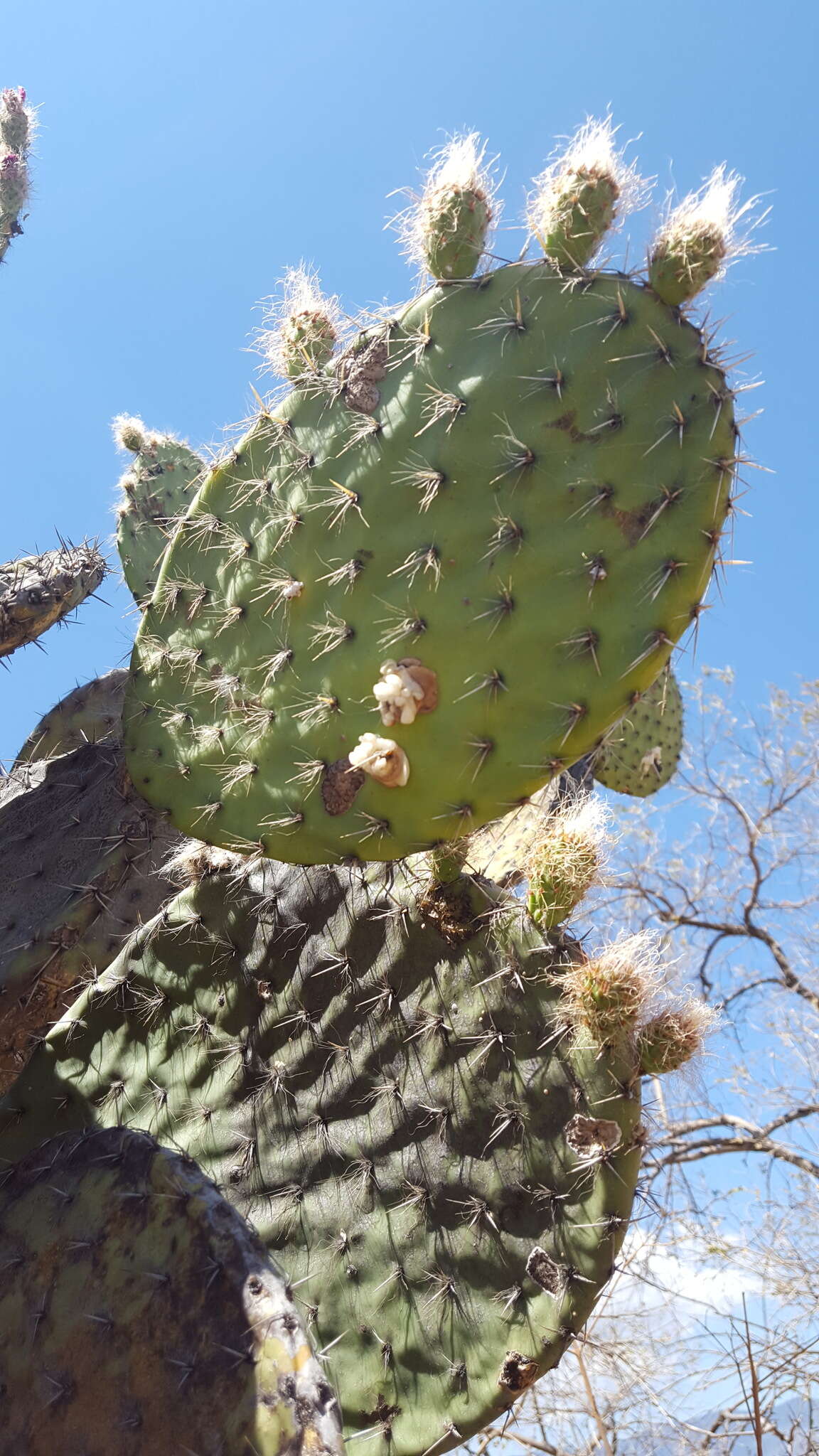 Image of Opuntia pilifera F. A. C. Weber