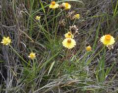 Plancia ëd Xerochrysum bracteatum (Vent.) N. N. Tzvel.