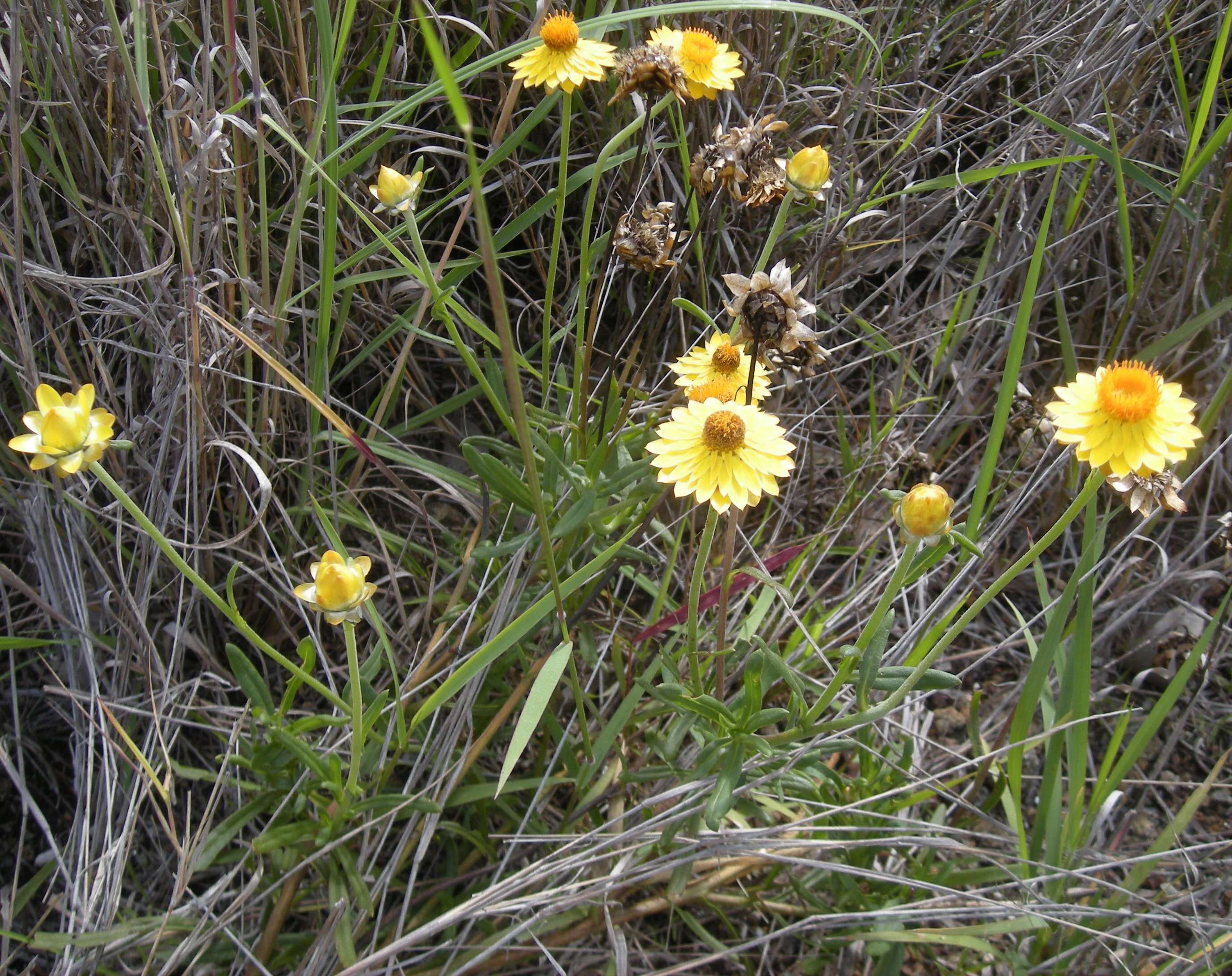 Plancia ëd Xerochrysum bracteatum (Vent.) N. N. Tzvel.