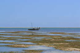 Image of Black-headed Heron