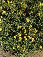 Image of Lantana polyacantha Schauer