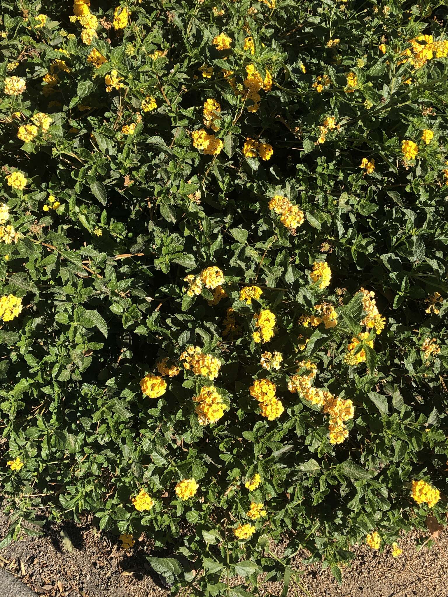 Image de Lantana polyacantha Schauer