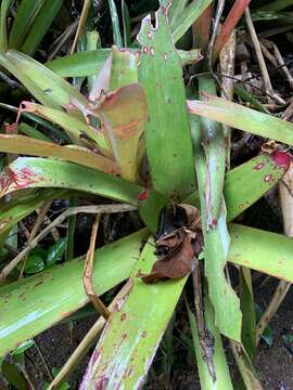 Image of Neoregelia cruenta (Graham) L. B. Sm.